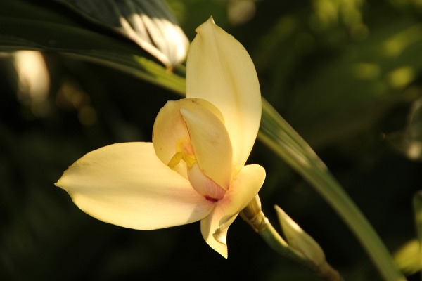 Phalaenopsis   058.jpg